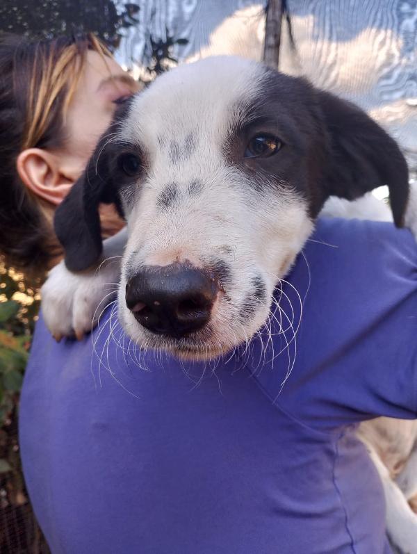 👉 “Numa, cucciolo bianco e nero: il sogno di una casa dopo la perdita del suo angelo Biagio” Foto 12